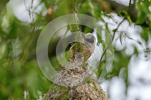 Eurasian Penduline Tit on NestÃÂ Remiz pendulinus photo